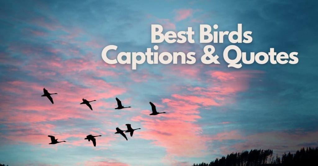 Best birds captions & quotes