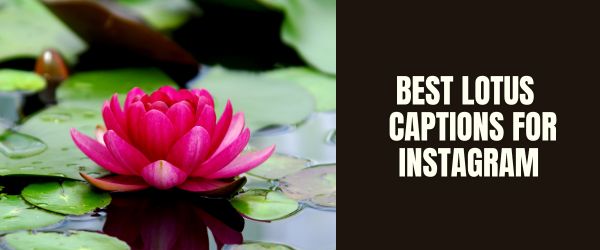 BEST LOTUS CAPTIONS FOR INSTAGRAM