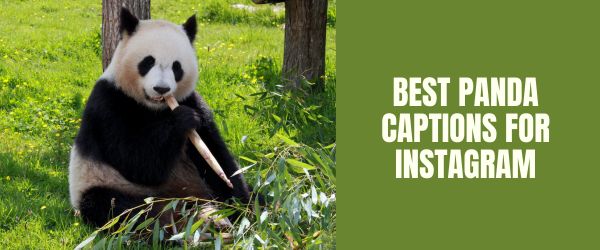 Best PANDA captions for instagram