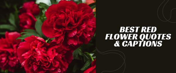 red flower captions