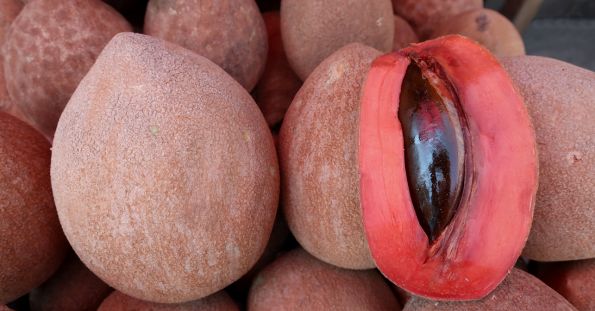 Sapote