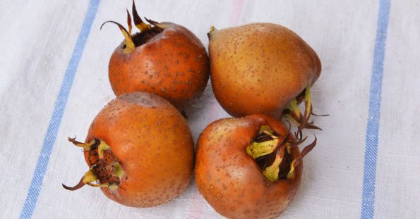 medlar