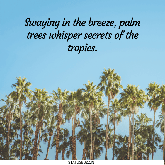 palm tree captions