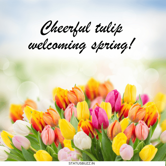 tulip captions