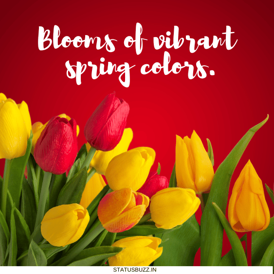 tulip captions