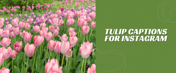 tulip captions