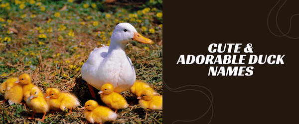 duck names