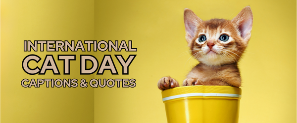 international cat day captions