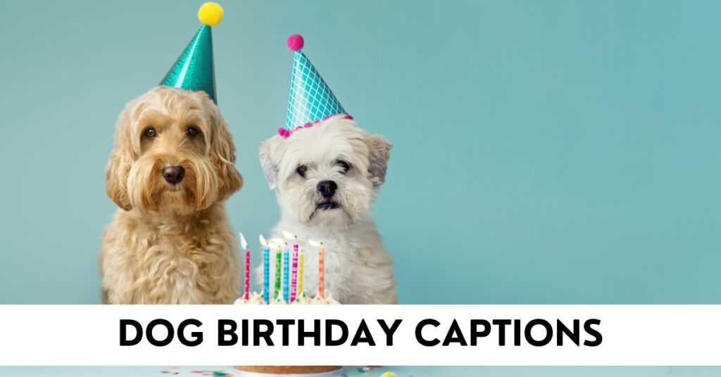 dog birthday captions