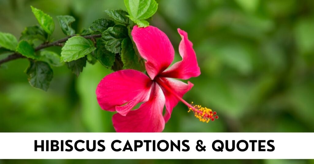 Hibiscus Captions