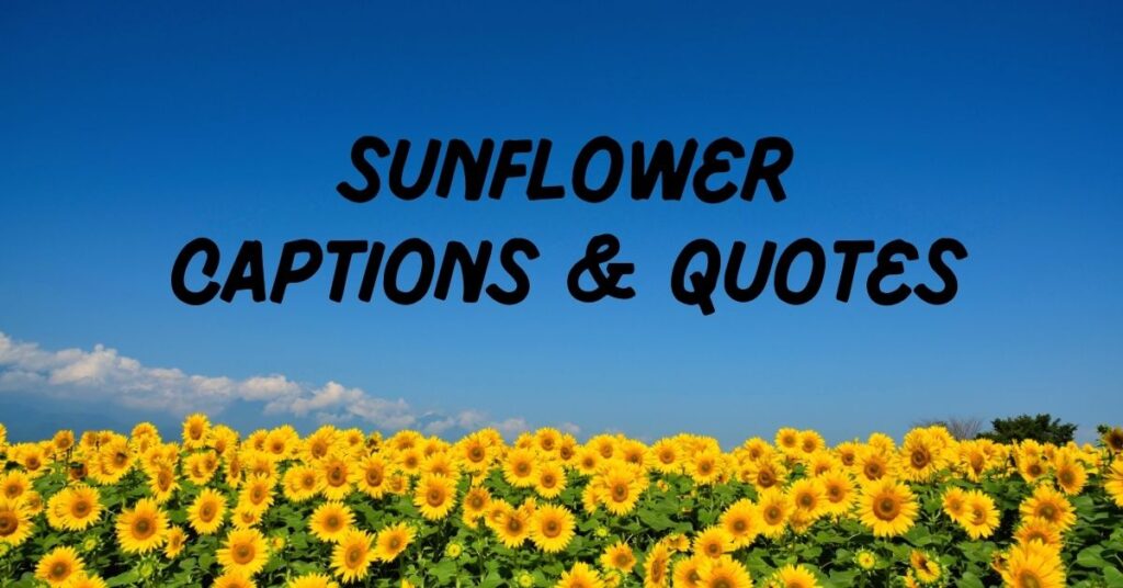 Sunflower Captions
