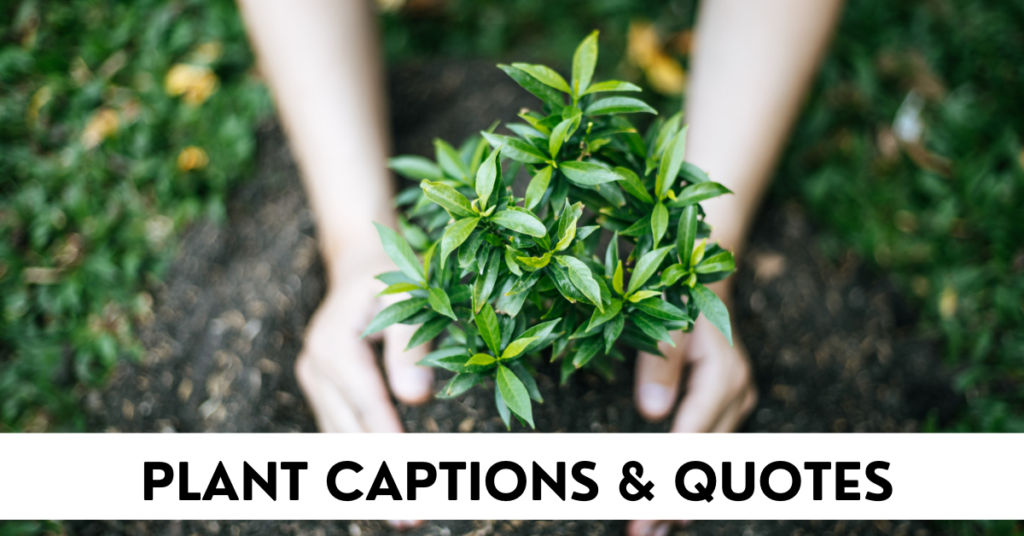 Plant Captions