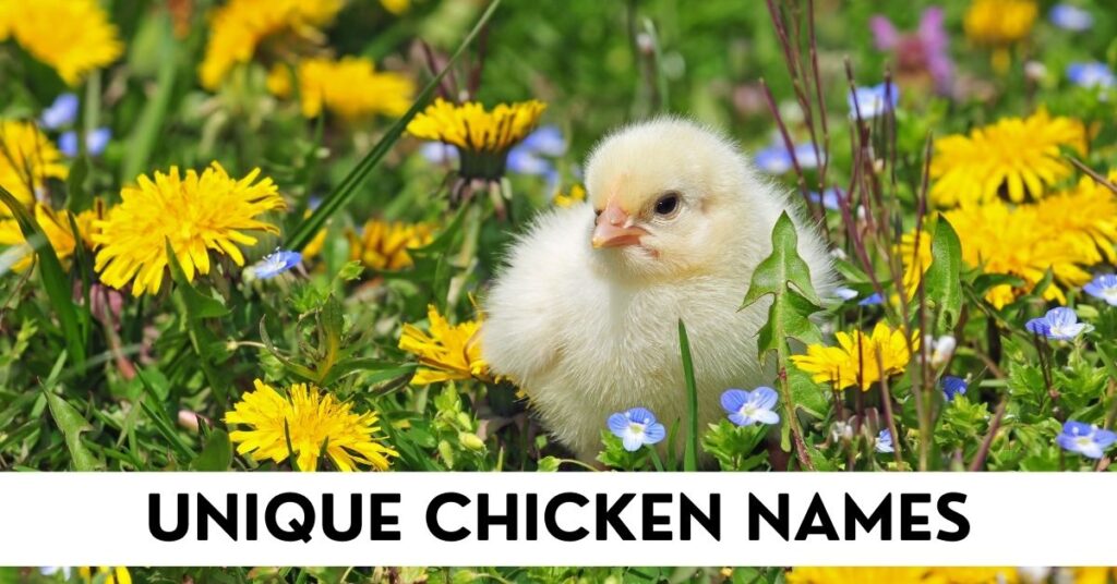 unique chicken names